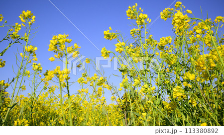 菜の花畑 菜の花畑 113380892