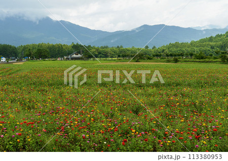 山梨県「花の都公園」百日草(ジニア)の花畑・8月 山梨県「花の都公園」百日草(ジニア)の花畑・8月 113380953