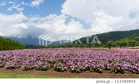 山梨県「花の都公園」サンパチェンスの花畑・8月 113380954