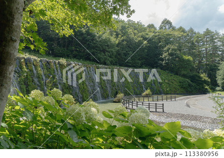 山梨県/「花の都公園」8月の風景 山梨県/「花の都公園」8月の風景 113380956