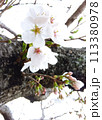 幹から咲いた桜の花 113380978
