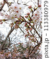 五分咲きの桜の花 113380979
