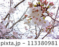 見上げる桜 113380981