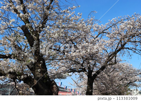 青空の横浜大岡川の桜並木　 横浜市　神奈川県 113381009