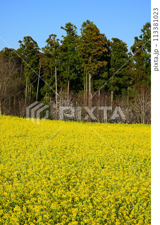 グリンポートエコアグリパーク菜の花畑 グリンポートエコアグリパーク菜の花畑 113381023