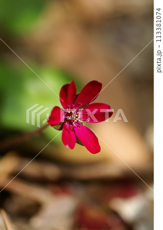 雪割草 赤 雪割草 赤 113381074