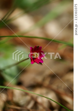 雪割草　赤 113381075