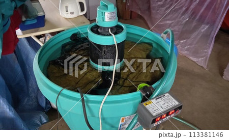 種もみの浸種 113381146