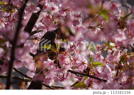桜とヒヨドリ 桜とヒヨドリ 113381156