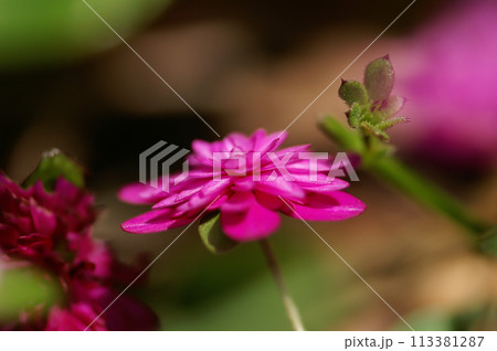 雪割草 ピンク 千重咲き 雪割草 ピンク 千重咲き 113381287