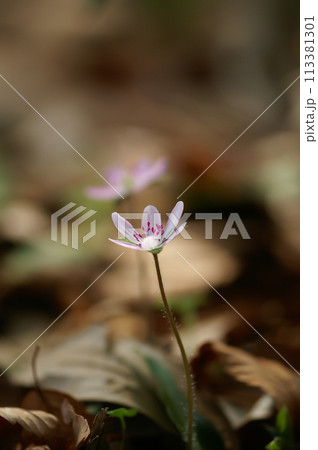 雪割草 薄い紫 雪割草 薄い紫 113381301