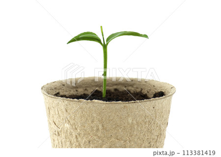 Green seedling sprouting from biodegradable pot Green seedling sprouting from biodegradable pot 113381419