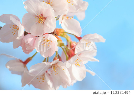 青空に映える桜 青空に映える桜 113381494