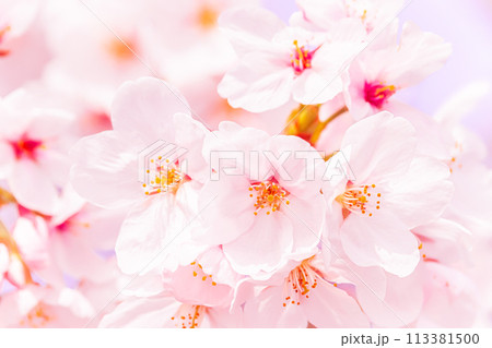 美しいピンクの桜の花 113381500