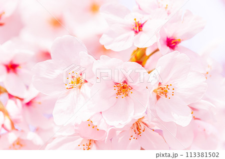 美しいピンクの桜の花 113381502