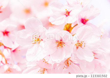 美しいピンクの桜の花 美しいピンクの桜の花 113381502