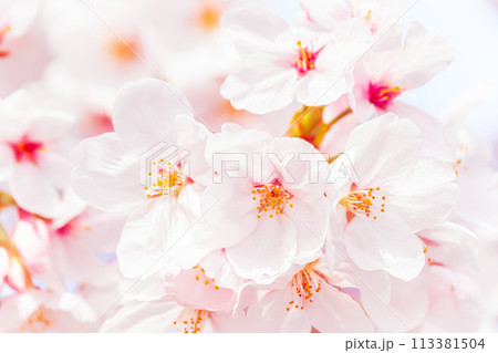 美しいピンクの桜の花 113381504
