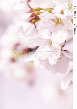 美しいピンクの桜の花 113381516