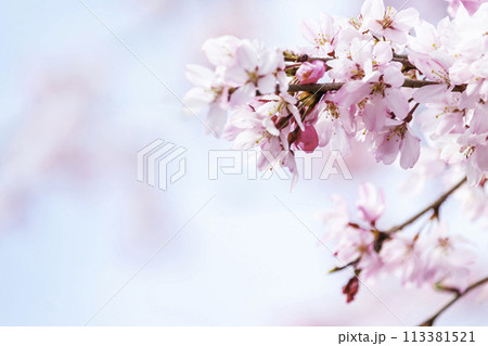 青空に映える桜 青空に映える桜 113381521