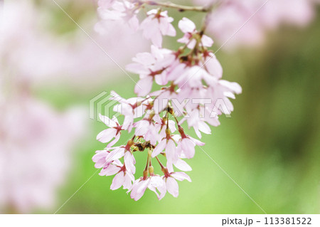鮮やかなピンクの桜の花に華やぐ春 113381522