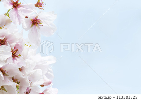 青空に映える桜 113381525