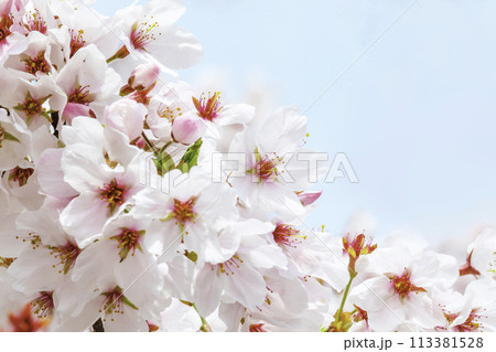 青空に映える桜 113381528