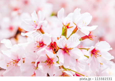 美しいピンクの桜の花 美しいピンクの桜の花 113381531