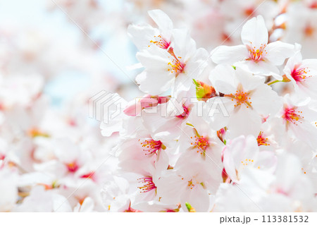 満開の桜のクローズアップ 満開の桜のクローズアップ 113381532