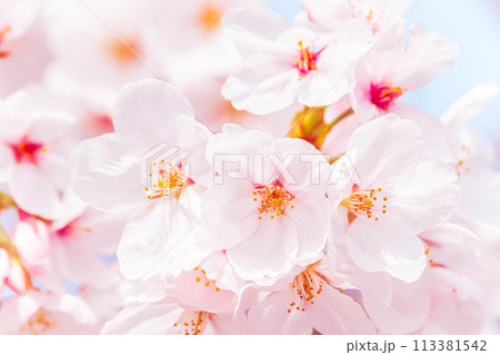 満開の桜のクローズアップ 113381542