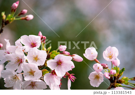美しいピンクの桜の花 113381543