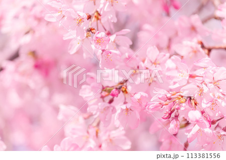 美しいピンクの桜の花 113381556