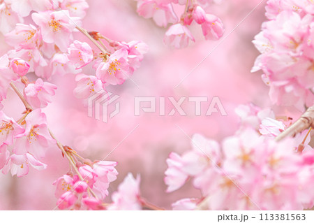 美しいピンクの桜の花 113381563