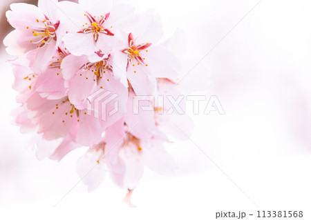 美しいピンクの桜の花 美しいピンクの桜の花 113381568