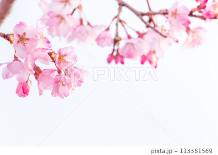 美しいピンクの桜の花 113381569