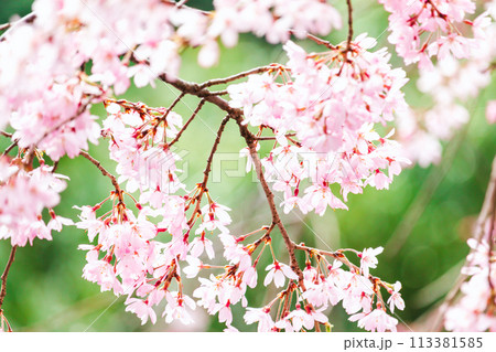 美しいピンクの桜の花 美しいピンクの桜の花 113381585