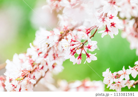 美しいピンクの桜の花 美しいピンクの桜の花 113381591