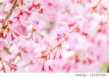 美しいピンクの桜の花 113381595
