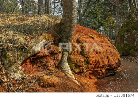 Tree in the park. 113381674