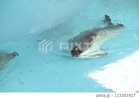 ゴマフアザラシ 113381927