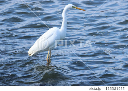 湖沼のほとりで、シラウオをねらう、ダイサギ 湖沼のほとりで、シラウオをねらう、ダイサギ 113381935