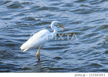 湖沼のほとりで、シラウオをねらう、ダイサギ 113381951