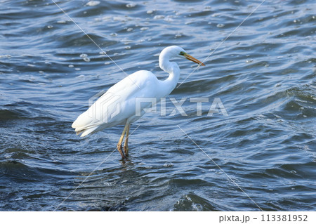 湖沼のほとりで、シラウオをねらう、ダイサギ 113381952