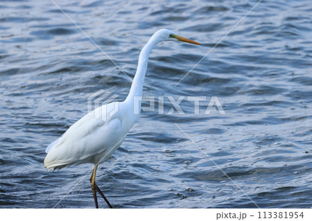 湖沼のほとりで、シラウオをねらう、ダイサギ 113381954