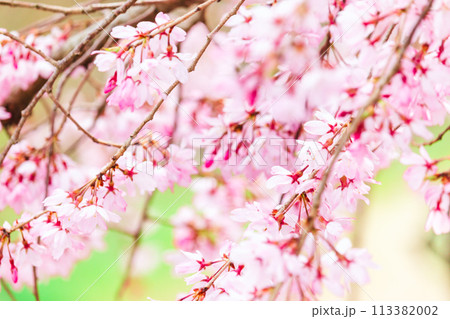 美しいピンクの花に華やぐ春 113382002