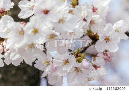 満開の桜のクローズアップ 満開の桜のクローズアップ 113382005