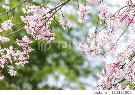 美しいピンクの桜の花 113382009