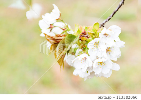 春の陽光を浴びて色とりどりに輝く桜の花たち 113382060