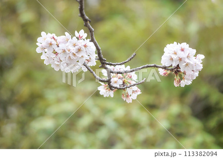 春の陽光を浴びて色とりどりに輝く桜の花たち 春の陽光を浴びて色とりどりに輝く桜の花たち 113382094