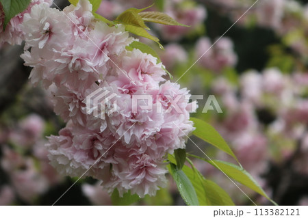 ボリューム感のあるシオガマ桜 voluminous Shiogama Sakura 113382121