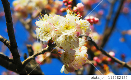 梅の花と青空の風景 梅の花と青空の風景 113382125